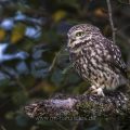 Steinkauz (Athene noctua)