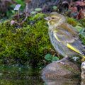 Grünfink (Carduelis chloris)