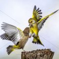 Grünfinken (Carduelis chloris) streiten sich
