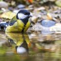 Kohlmeise (parus major)