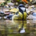 Kohlmeise (parus major)