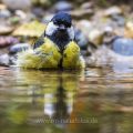 Kohlmeise (parus major)
