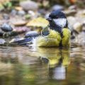 Kohlmeise (parus major)