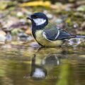 Kohlmeise (parus major)