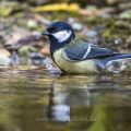 Kohlmeise (parus major)