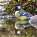Kohlmeise (parus major)