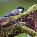 Kohlmeise (parus major)