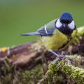 Kohlmeise (parus major)