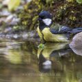 Kohlmeise (parus major)