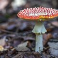 Fliegenpilz (Amanita muscaria)