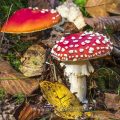 Fliegenpilz (Amanita muscaria)