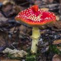 Fliegenpilz (Amanita muscaria)