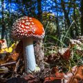 Fliegenpilz (Amanita muscaria)