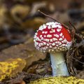 Fliegenpilz (Amanita muscaria)