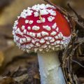 Fliegenpilz (Amanita muscaria)