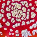 Fliegenpilz (Amanita muscaria)