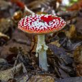 Fliegenpilz (Amanita muscaria)