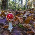 Fliegenpilz (Amanita muscaria)