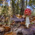 Fliegenpilz (Amanita muscaria)