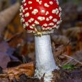 Fliegenpilz (Amanita muscaria)