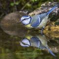 Blaumeise (Parus caeruleus) badend