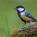 Kohlmeise (parus major)
