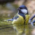 Kohlmeise (parus major)