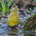 Grünfink (Carduelis chloris) an Wasserstelle