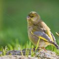 Grünfink (Carduelis chloris) an Wasserstelle