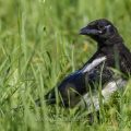 Elster (Pica pica)