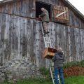 Anbringen eines Turmfalkenkasten in einer Scheune