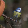 Blaumeise (Parus caeruleus)