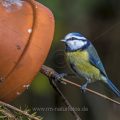 Blaumeise (Parus caeruleus)