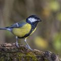 Kohlmeise (parus major)