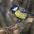 Kohlmeise (parus major)