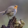 Rotkehlchen (Erithacus rubecula)