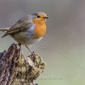 Rotkehlchen (Erithacus rubecula)