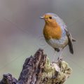 Rotkehlchen (Erithacus rubecula)