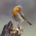 Rotkehlchen (Erithacus rubecula)