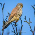 Turmfalke (Falco tinnunculus) Männchen