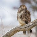 Mäusebussard (Buteo buteo)