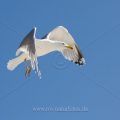 Silbermöwe (Larus argentatus)