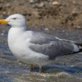 Silbermöwe (Larus argentatus)