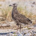 Heringsmöwe (Larus fuscus) Jungvogel