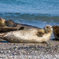 Seehunde (Phoca vitulina)