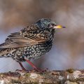 Star (Sturnus vulgaris)