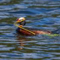 Ohrentaucher (Podiceps auritus) mit Nistmaterial
