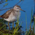 Bruchwasserläufer (Tringa glareola)