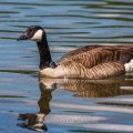 Kanadagans (Branta canadensis)