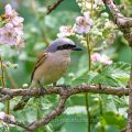 Neuntöter (Lanius collurio) Männchen